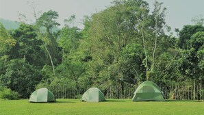 Three green tents in a grassy field with dense trees in the background. - River View Cabin and Hot Springs (Arizona)