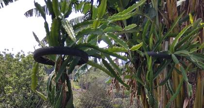 Recanto / Cia. Attractive location for you and your family.
