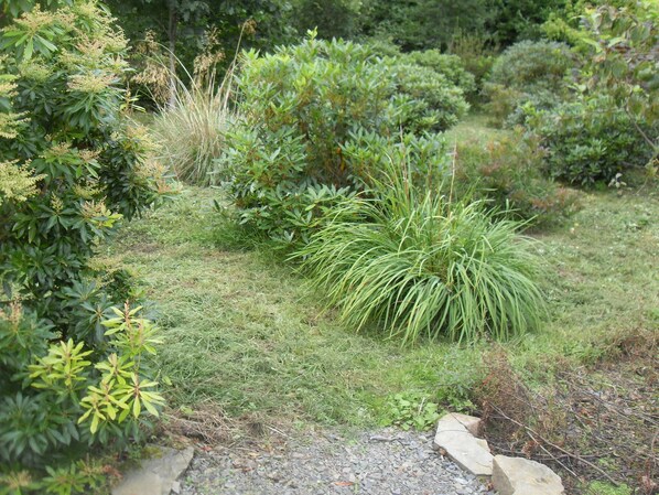 A garden with various types of shrubs and grasses.