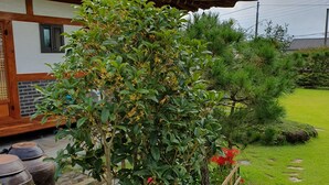 Un bâtiment de style coréen traditionnel, doté d’un toit en tuiles et de poutres en bois, entouré d’un jardin bien entretenu où poussent différentes espèces de plantes et délimité par une clôture en bois.