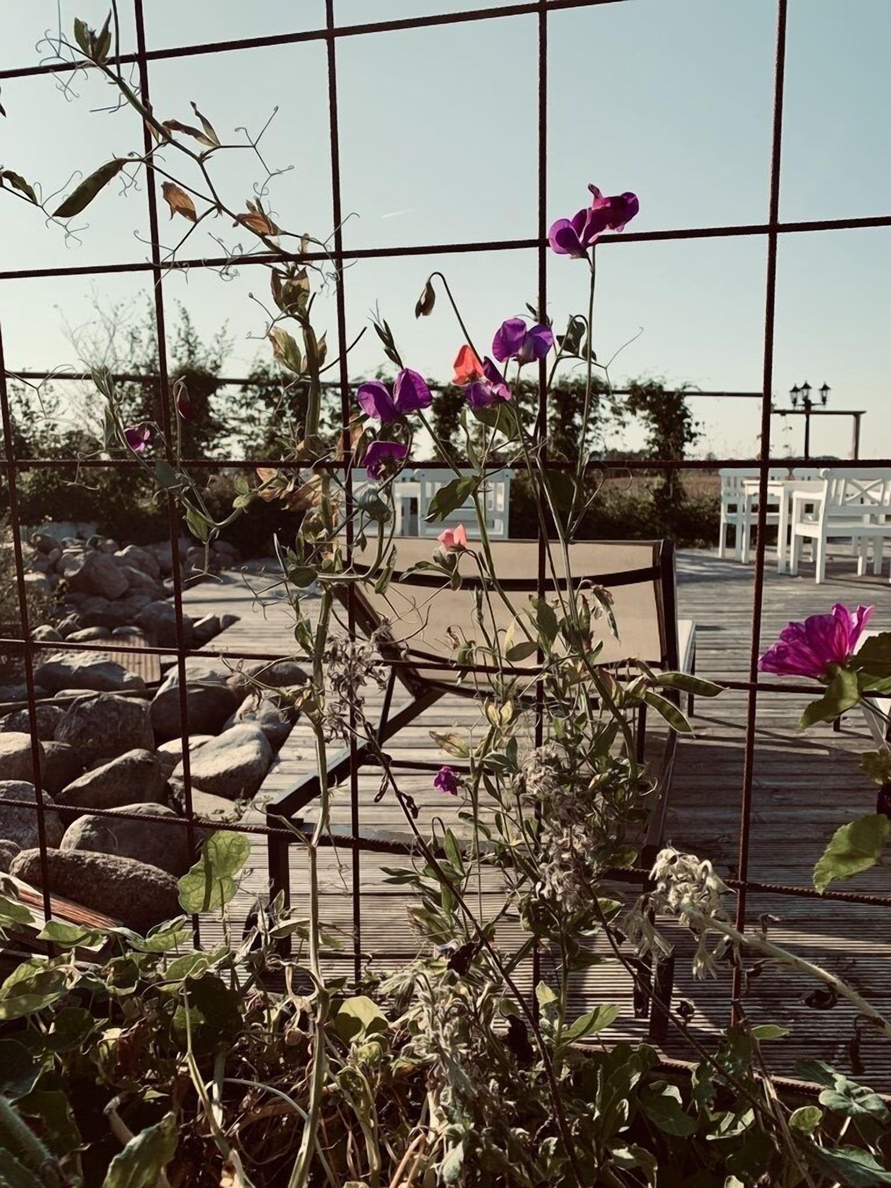 Un jardin sur le toit agrémenté d’une treille en métal, de plantes en pot et d’une terrasse en bois.