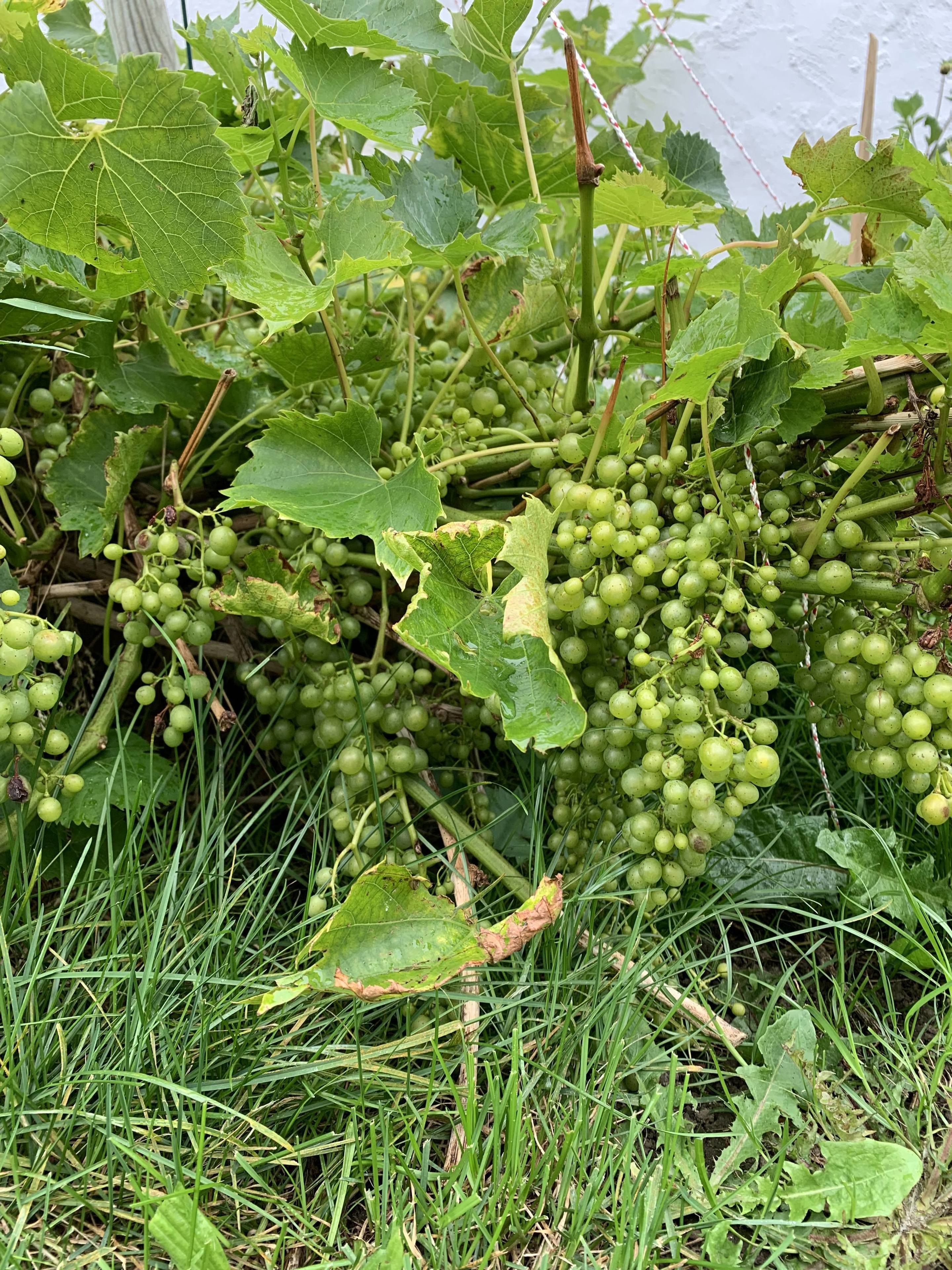 A vineyard with clusters of green grapes.