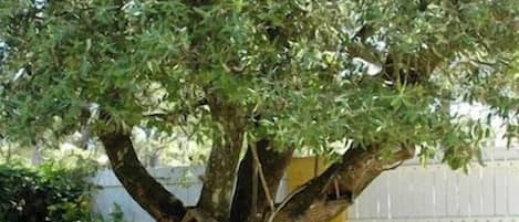 A tree with a thick trunk and dense foliage in a garden setting.