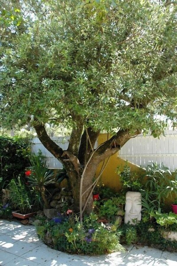 A tree with a thick trunk and dense foliage in a garden setting.