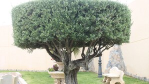 A well-maintained garden with a trimmed tree, a stone bench, and a decorative planter. - Apartment for rent 5-6 people, Costa Blanca, Orihuela Costa Spain (Orihuela)