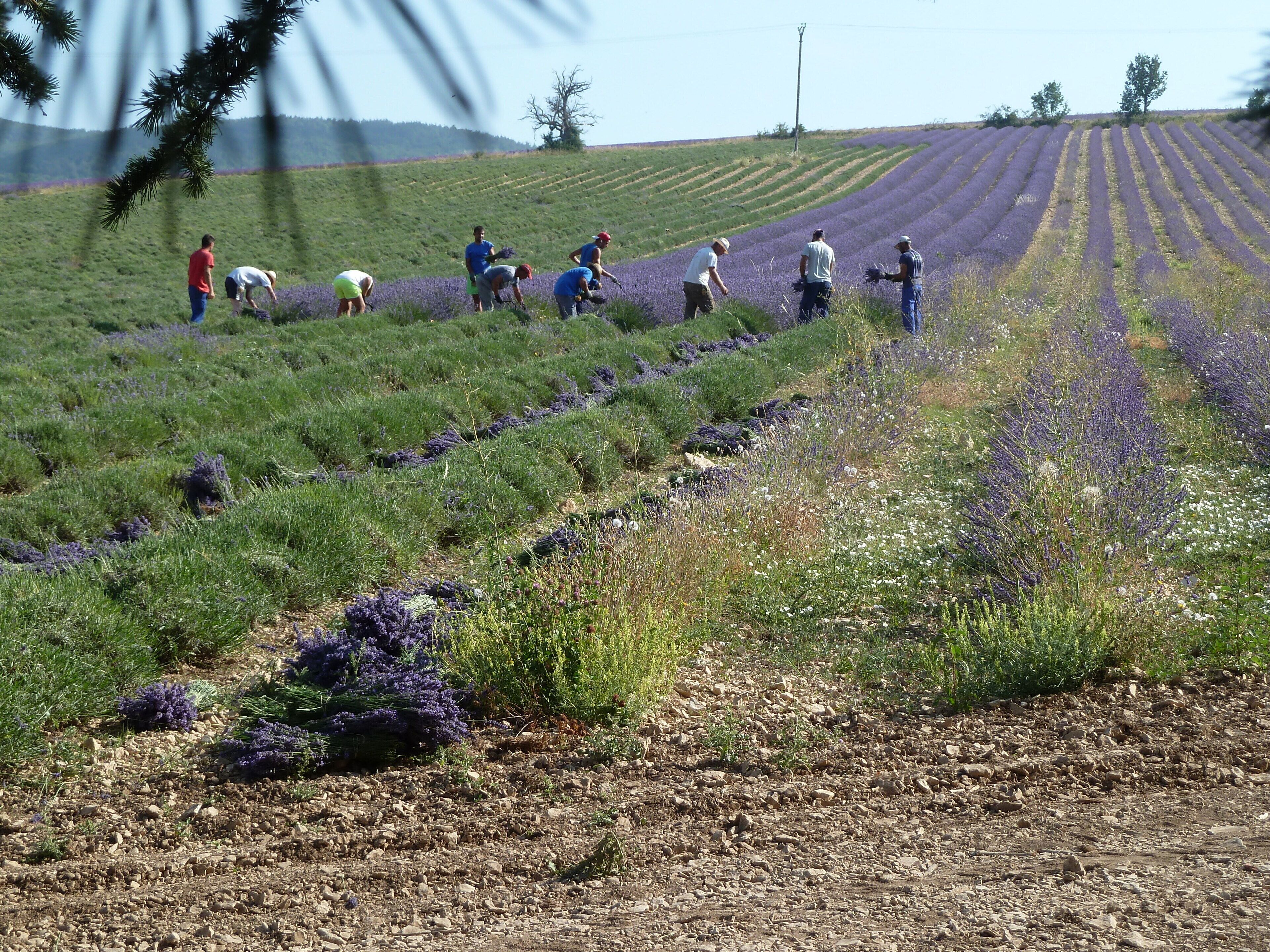 Ein Feld mit Reihen von Lavendelsträuchern und Personen, die sich darum kümmern.