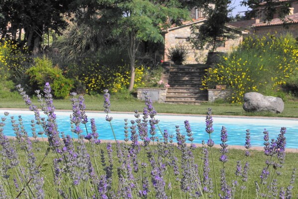 Outdoor pool - Scuderia in Farmhouse Borgo Santa Maria (Monteleone d'Orvieto)