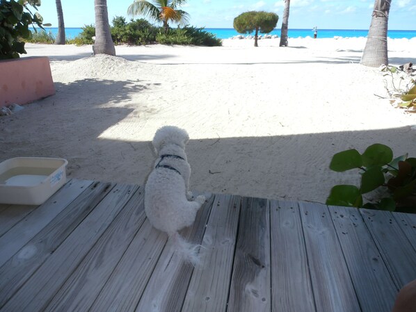 A wooden deck with a white dog on it, overlooking a sandy beach with palm trees and the ocean in the background.