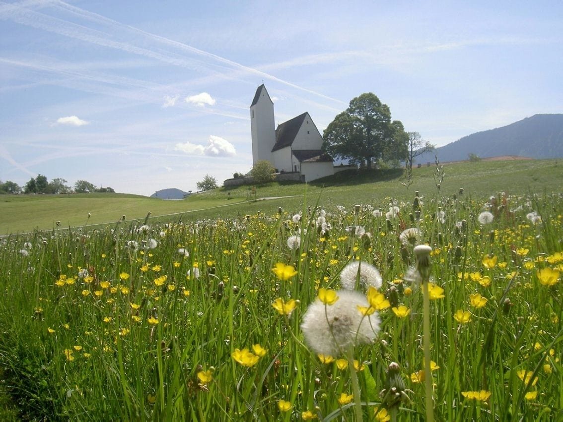 A rural landscape with a white church and a field of yellow flowers.