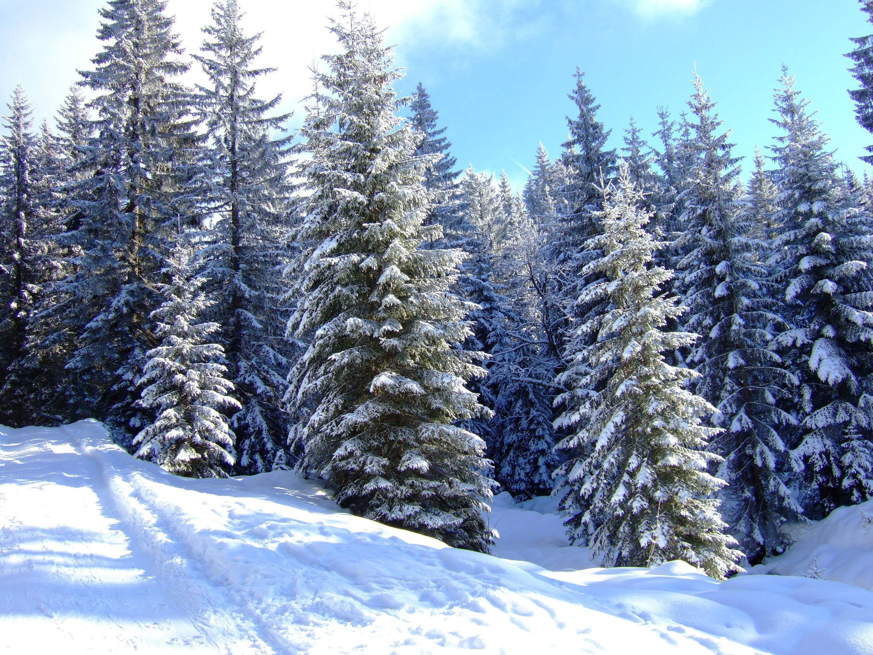 Un bosque nevado con altos árboles de hoja perenne.