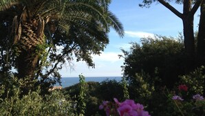 Un jardín con una palmera, arbustos diversos y flores.