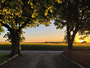 Paisagem rural com um caminho de terra que leva a um campo, cercado por árvores e uma cerca.