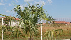 Uma palmeira em área cercada, com uma estrutura de telhado vermelho ao fundo.