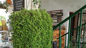 Property grounds - La Terraza Hostel (Flores)