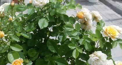 The Residence of Bacchus GRECHETTO