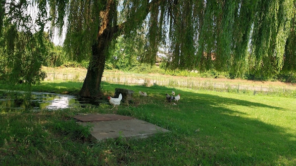 Jardim