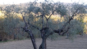 A tree with a thick trunk and sparse foliage in a dry, open field with a hilly background. - New structure in a quiet and convenient location for visiting Umbria and the surrounding area. (Amelia)