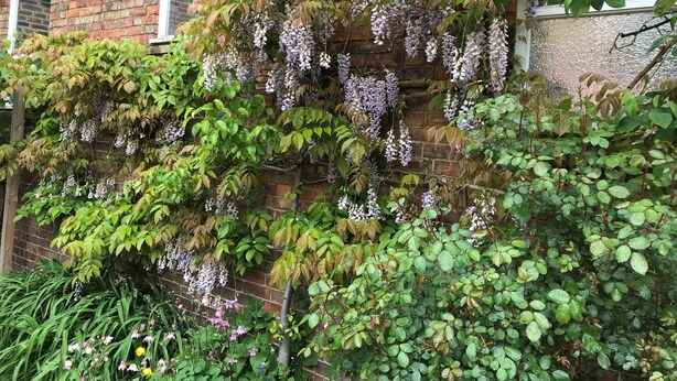 Un bâtiment en briques dont le mur est entièrement recouvert d’une épaisse glycine.
