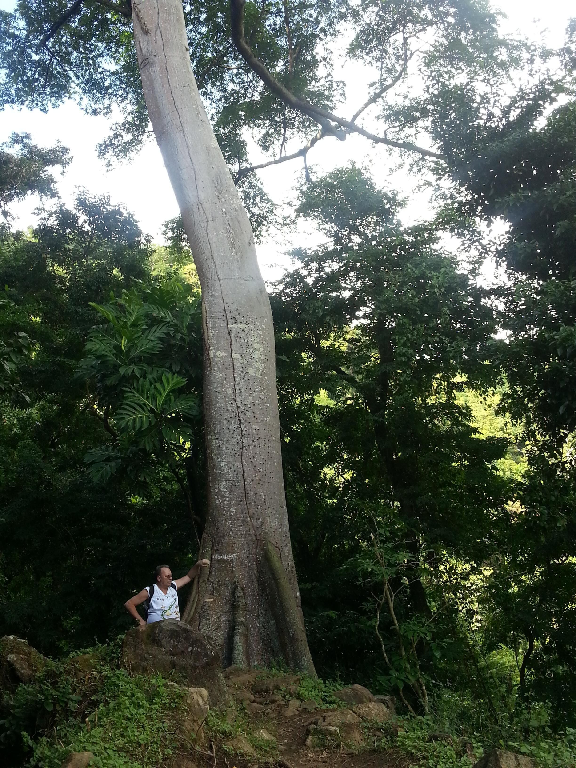 A person standing next to a large tree with a rough bark texture.