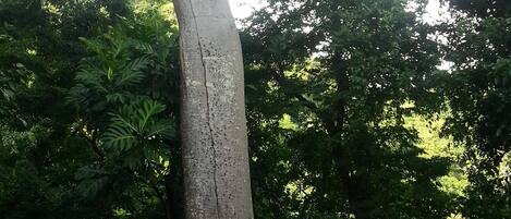 A person standing next to a large tree with a rough bark texture.
