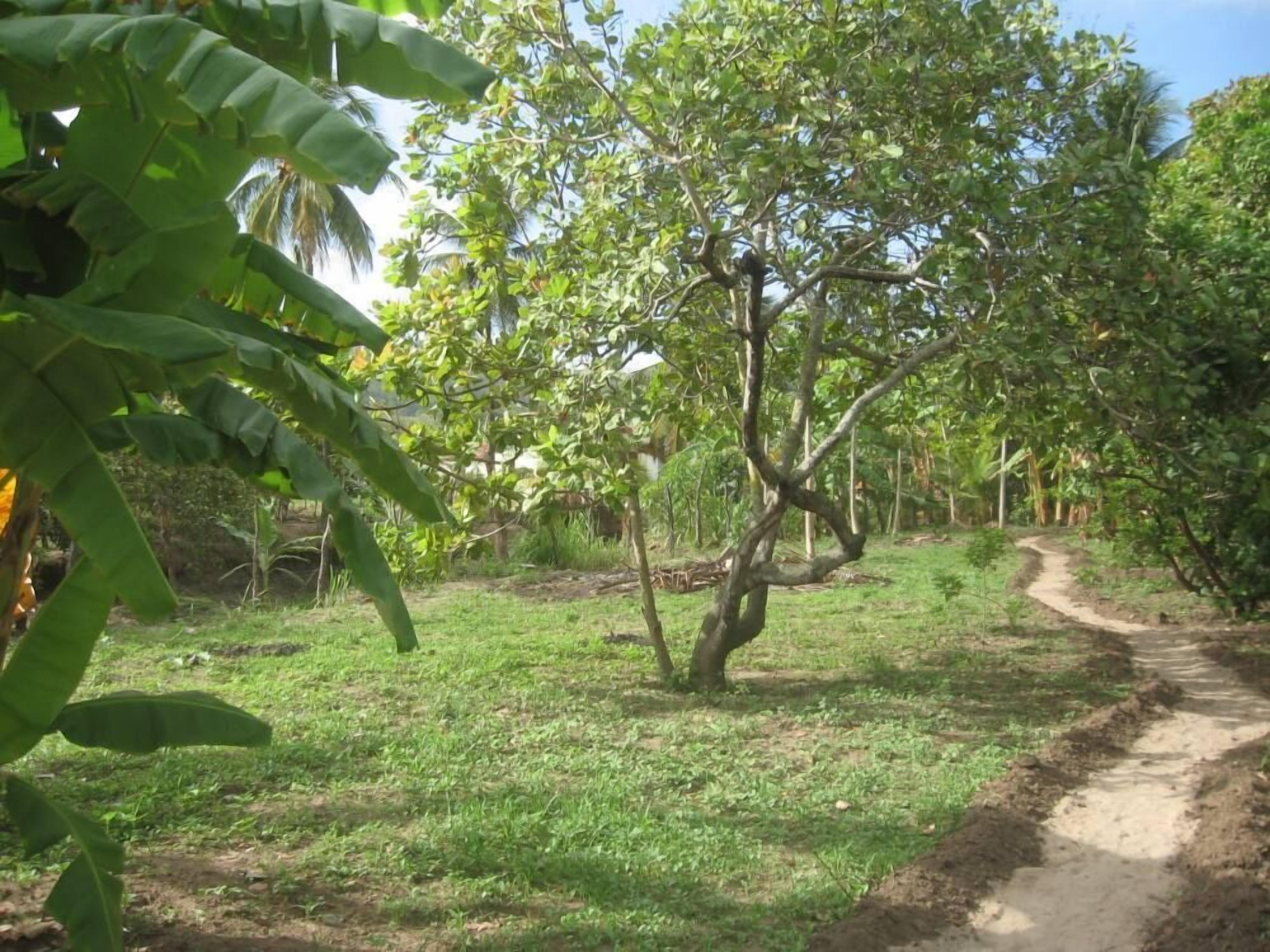 Garden, Park