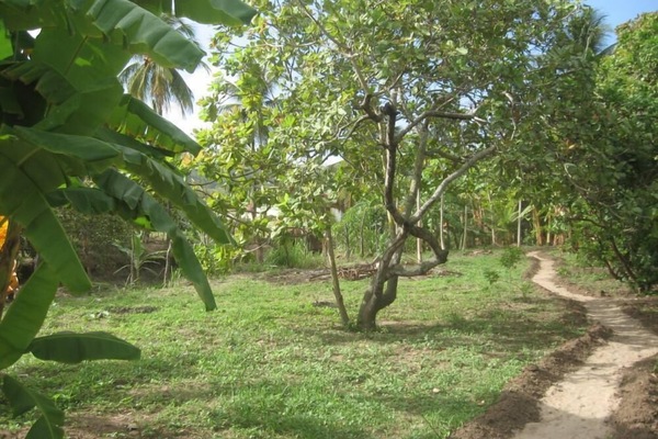Garden, Park