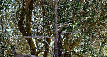 All-around experience in lovely apartment within the farm.