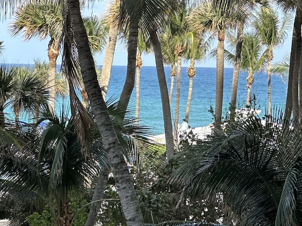 Vista de uma praia com palmeiras e céu azul límpido.