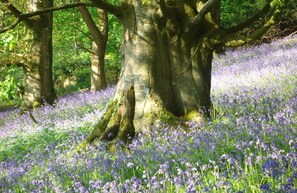 Overnatningsstedets område