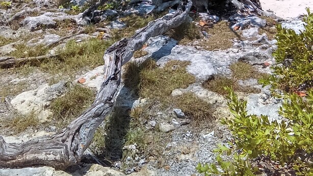 A tree with a twisted trunk and sparse foliage on a rocky beach with clear turquoise water in the background. - Studio Kin.  Close to Beaches, diving and Island Attractions. Paradise found. (Cozumel)