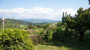 A vineyard with rows of grapevines and a distant view of rolling hills. - Isolated and peaceful farm located on the slopes of an enchanting valley (Riparbella)