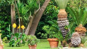 Un jardin avec différentes plantes en pot et un arbre.