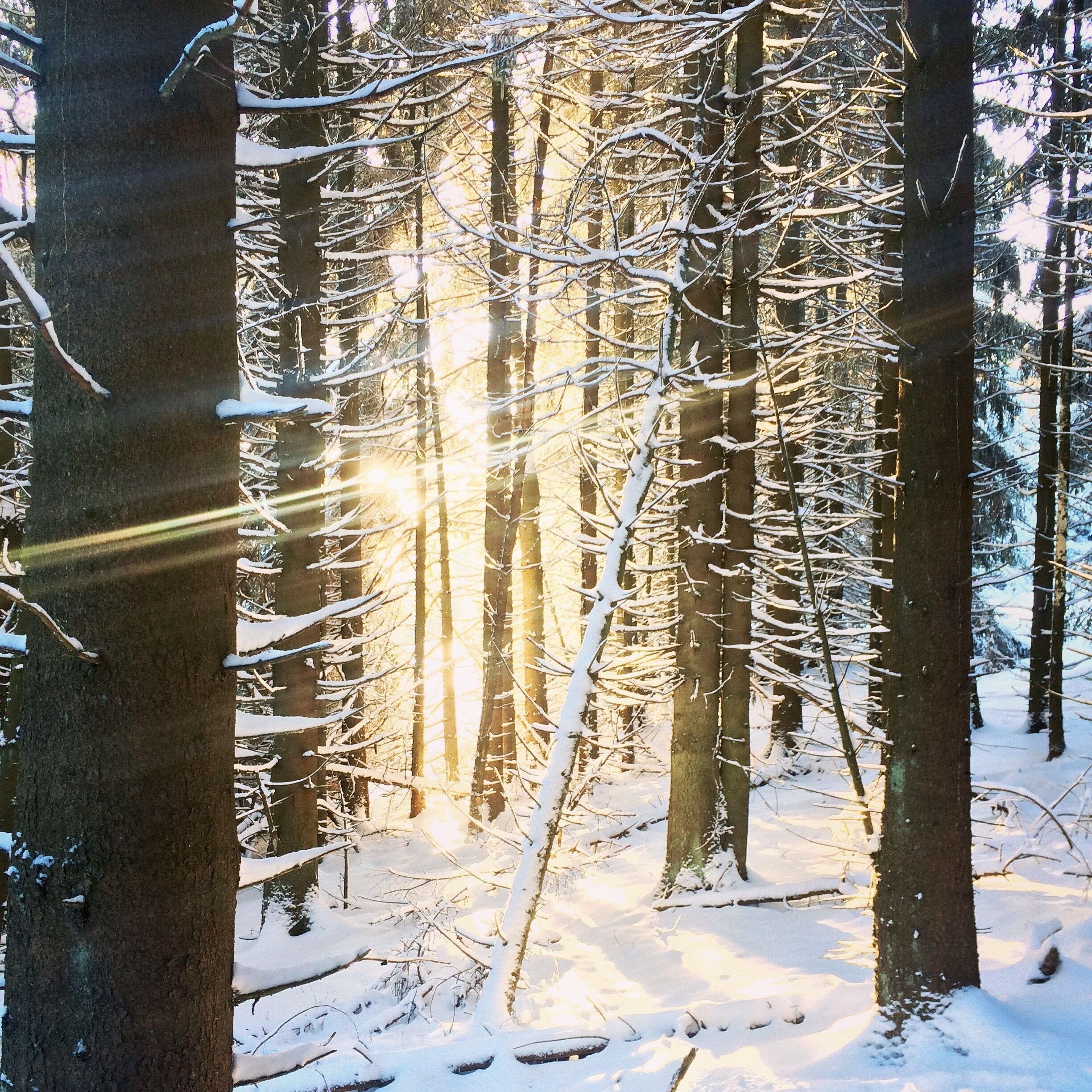 A forest with tall trees and sunlight filtering through.