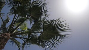 A palm tree with a clear sky and the sun in the background. - Modern, upstairs apartment with sea view, Wifi, Air Con and U.K. TV (Puerto del Carmen)