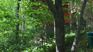A forested area with a wooden cabin in the background.