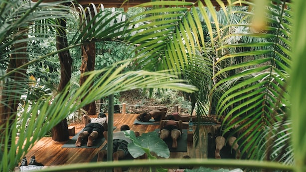 A yoga class in a lush, indoor garden with wooden flooring and large green plants.