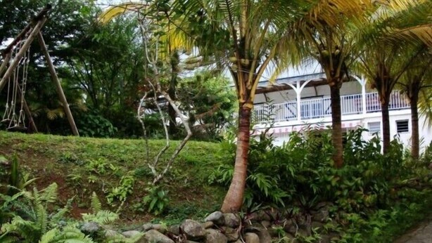 A lush garden with a stone wall, ferns, and palm trees. - Quiet cottage in beautiful location on the edge of rainforest, (Unknown)