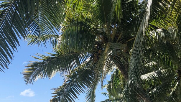 Ein Strand mit Palmen, blauem Himmel und ruhiger See.