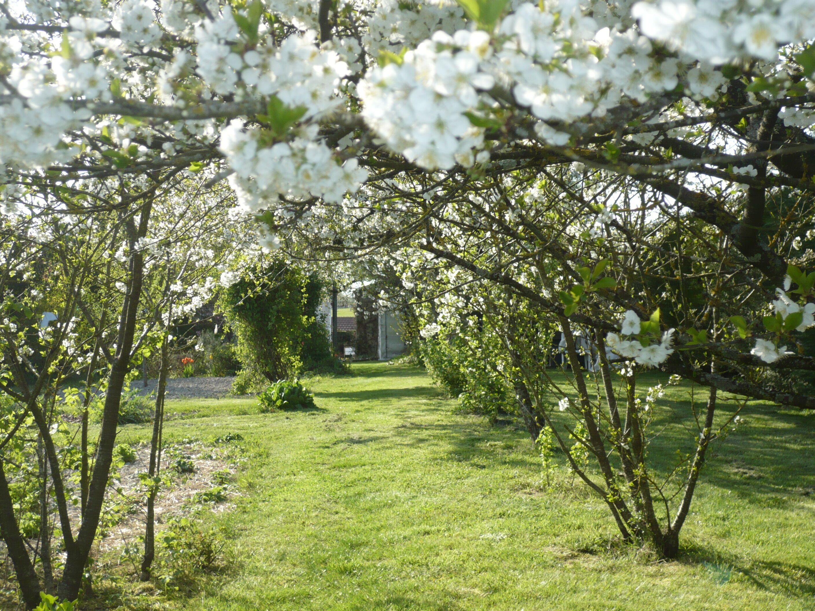 jardin printemps