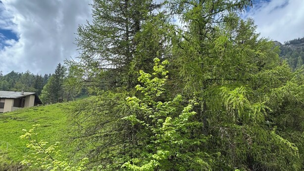 Une terrasse en bois offrant une vue sur une colline boisée et un bâtiment situé au loin.