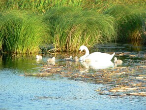 Uklassifisert bilde, 4 av 19, knapp