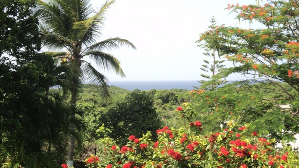 Un jardin luxuriant, parsemé de fleurs rouges et agrémenté d’un palmier, qui offre une vue sur un paysage vallonné.