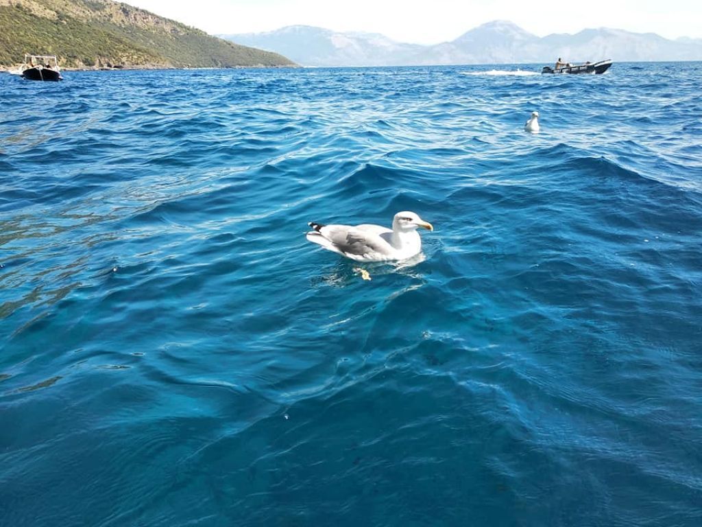 Eine Möwe schwimmt im Meer, im Hintergrund sind Boote zu sehen.