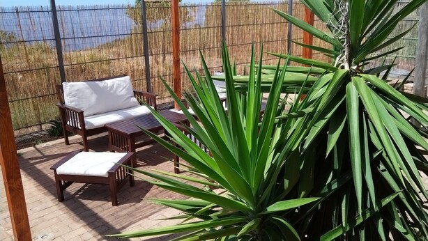 Eine Terrasse mit Holzmöbeln, einer Pergola und einer großen, grünen Pflanze.
