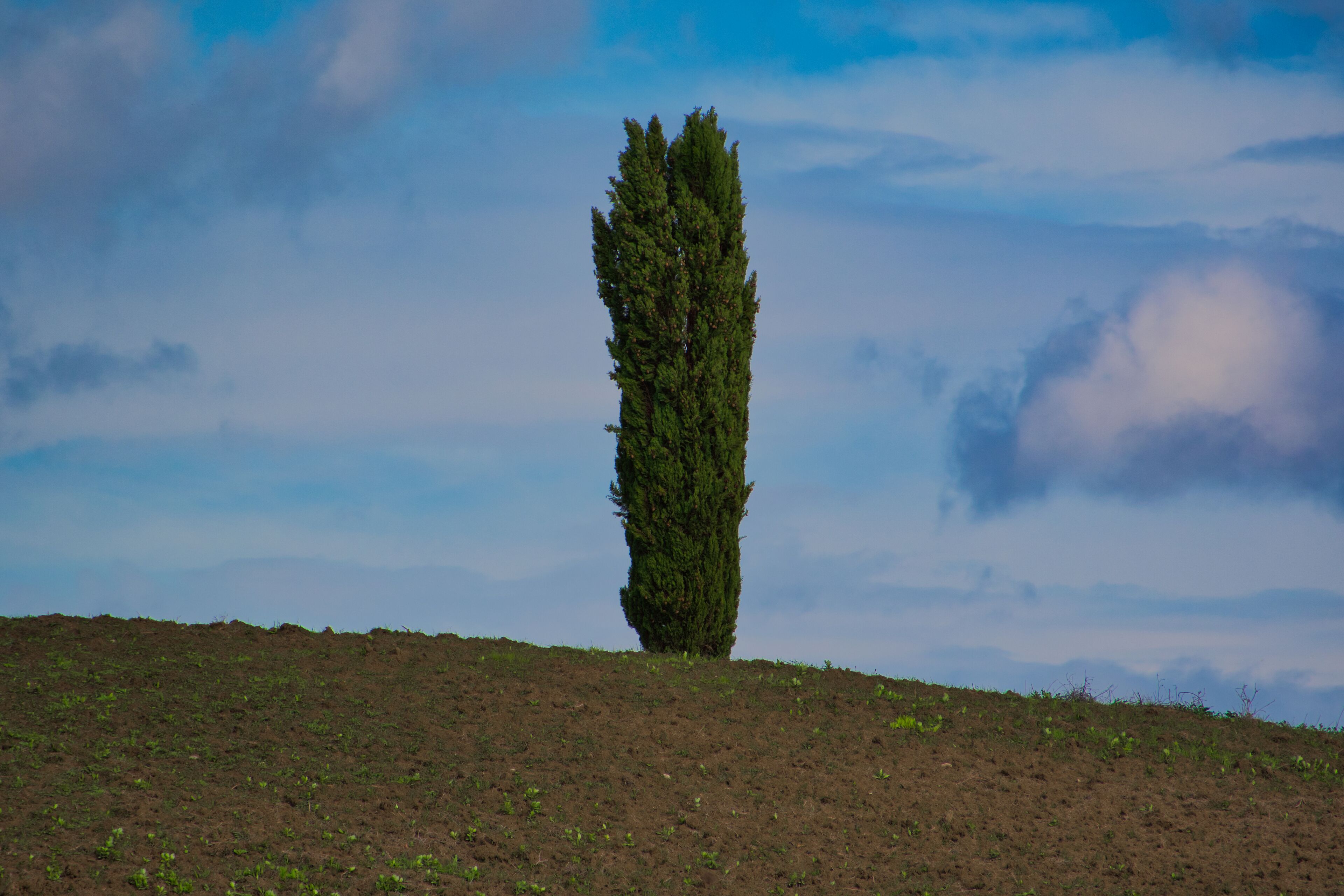 Un árbol solitario en una colina bajo un cielo despejado.
