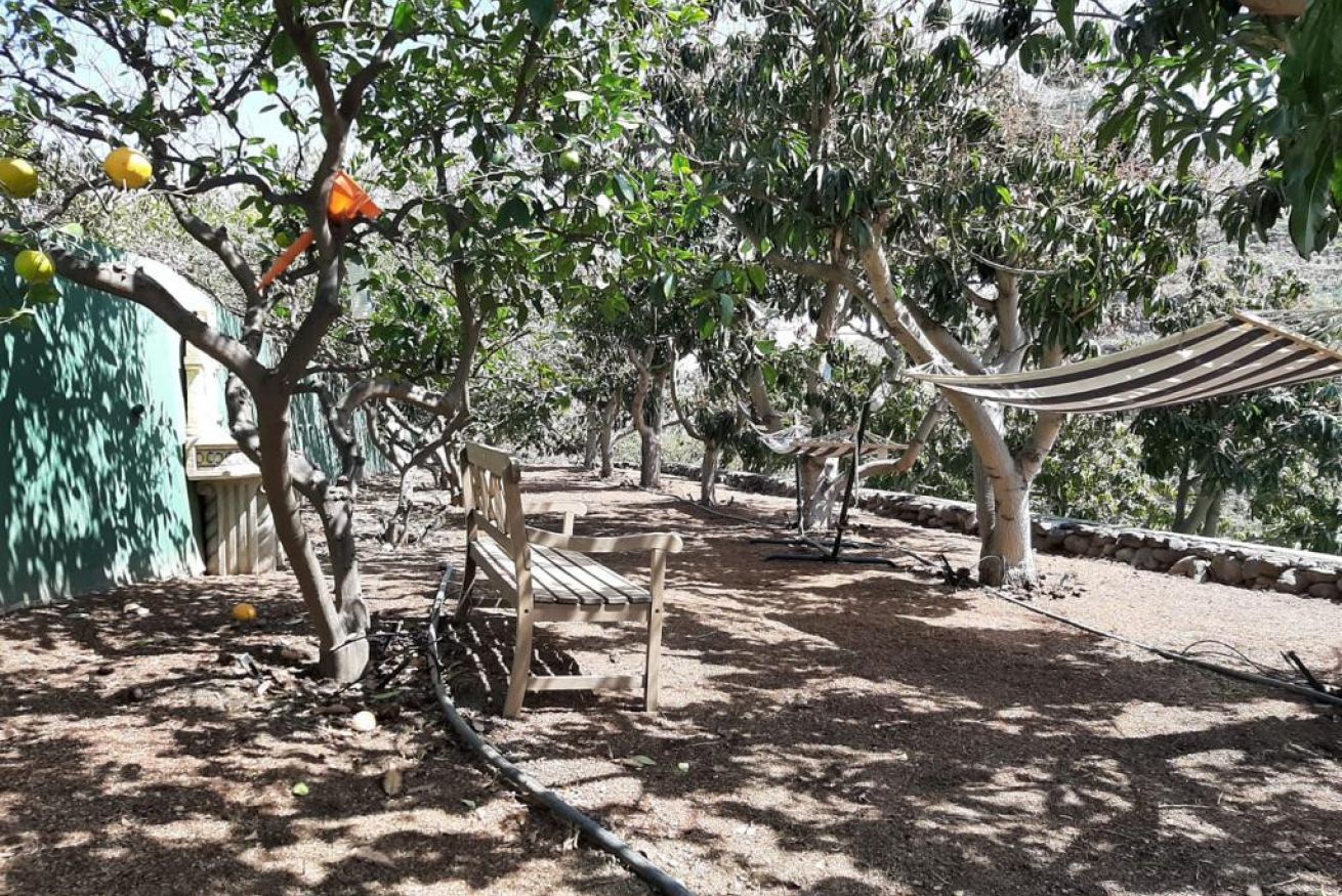 Un espacio al aire libre con una hamaca, un banco de madera y un árbol con objetos colgantes.