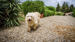 Een hond staat op een grindpad, met een tuin en bomen op de achtergrond.