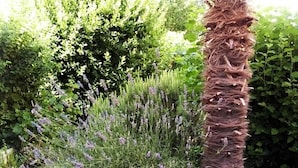 A garden with a variety of plants including a tall palm tree, lavender, and other greenery. - Apartment in Baška with Terrace, Air condition, WIFI (883-2) (Baška)