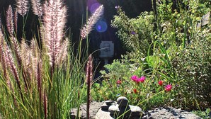 Ein Garten mit verschiedenen Pflanzen und Steinen.