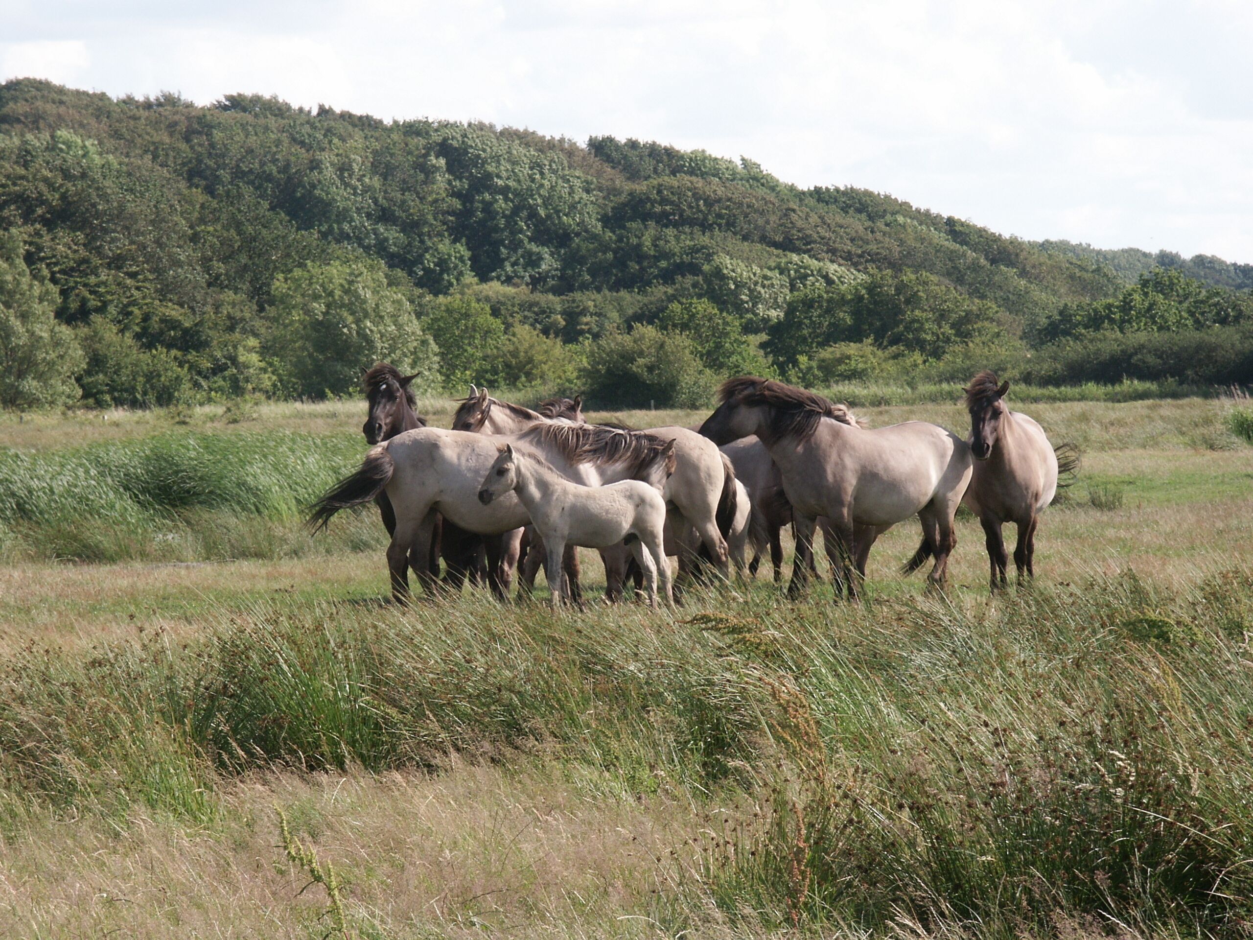 A group of horses in a grassy field with a forested hill in the background.